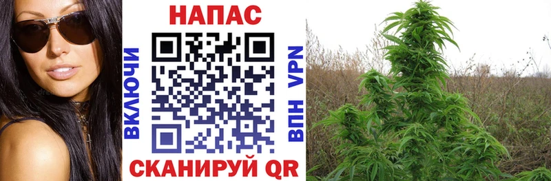 Бошки Шишки Ganja  где найти   Ачхой-Мартан 